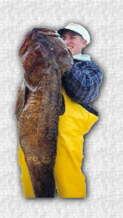 Lingcod -- a prehistoric looking fish.